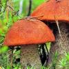 Можно ли детям давать грибы: лесные и культивируемые Во сколько лет можно давать детям грибы